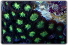Flourescent Yellow/Green Zoanthids